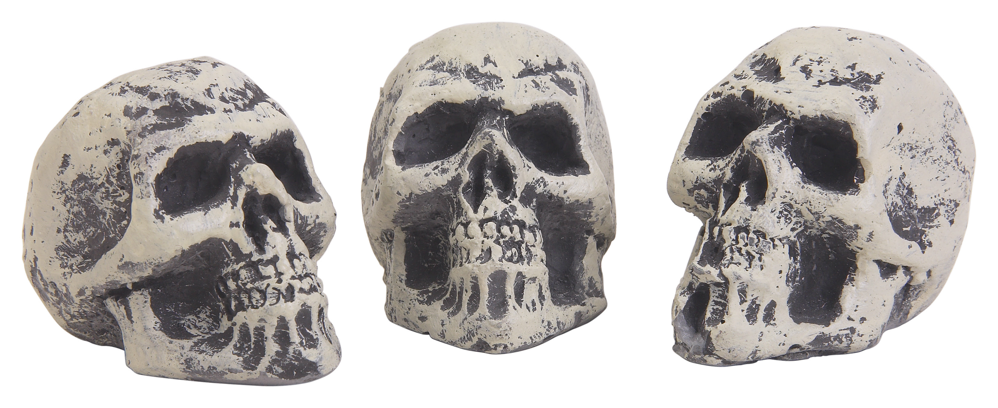 The Difference Between Craniology Phrenology Sciencing