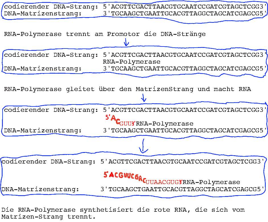 Lerntext Genetik Fur Die Gymnasiale Jahrgangsstufe 9