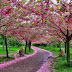 Wallpaper Desktop Bunga Sakura Terlengkap