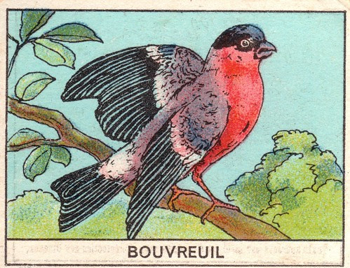 mart2oiseaux 652