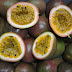 Thailand Fruits / 20 Amazing Thai Fruits - A Collection of Great Thai Fruits ... - Guava is rich of vitamin c, dietary fiber and vitamin b2.