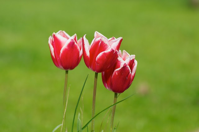 Tulips