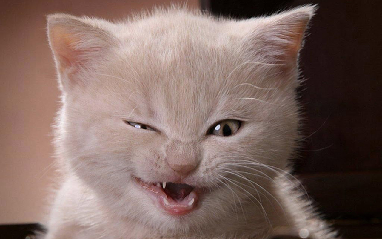 Cute Kitten - Kittens Wallpaper (16122951) - Fanpop