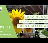 Bunga Matahari Cara Tanam - Cara Menanam Bunga Matahari Dengan Baik dan Benar - slosa : Sebagai bunga hias yang sangat cantik, bunga matahari memang sangat diminati untuk ditanam.