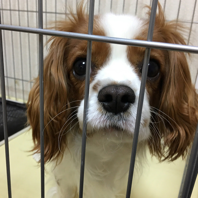 犬がケージを噛むのは何故 理由や対策について