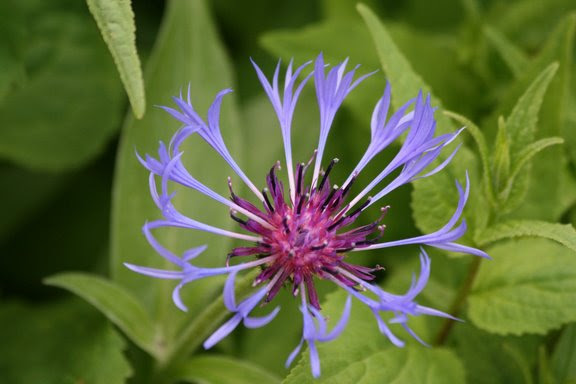 18 Purple Perennial Flowers For Your Garden With Pictures