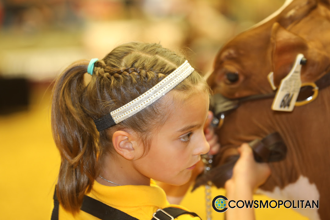 World Dairy Expo Red and White Show 2016