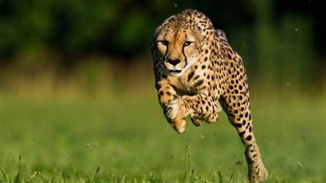cheetah animals  hd wallpapers