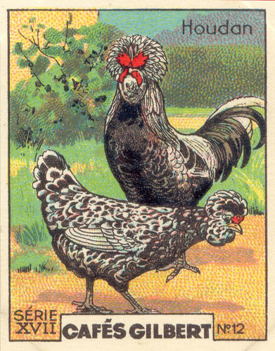 gilbert poules 12