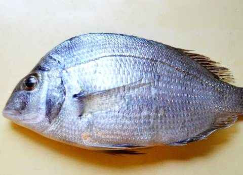 得する人損する人 魚のウロコ取りが簡単にできる方法 ペットボトルのキャップを使う １９８６０７０７ Powered By ライブドアブログ