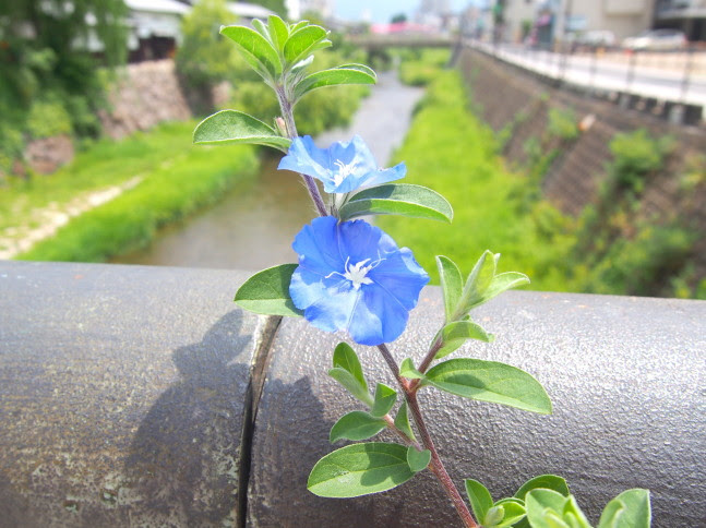青色の花図鑑