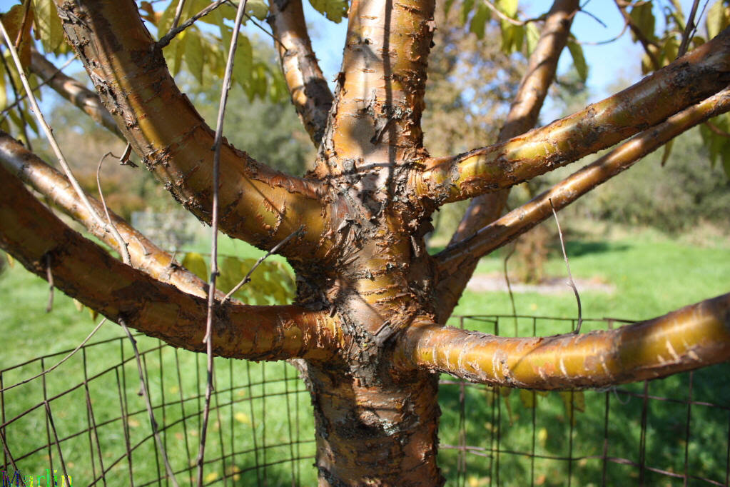 cherry tree bark. bing cherry tree pictures. ing