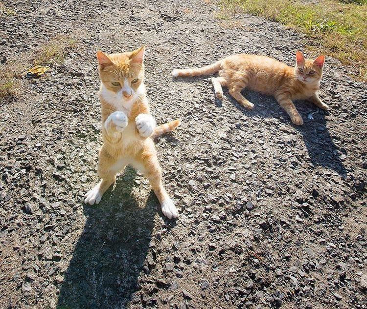猛暑のせい 猫様 威嚇の仕方がちょっと変わるｗｗｗｗｗｗ 天才速報