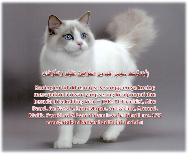 Hindari Dosa Dengan Memelihara Kucing