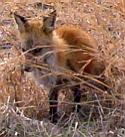 The fox (not Vicente)