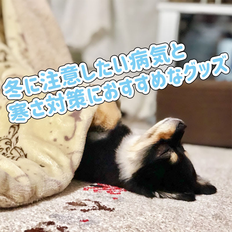 犬の寒さ対策 冬に注意したい病気と寒さ対策におすすめなグッズ