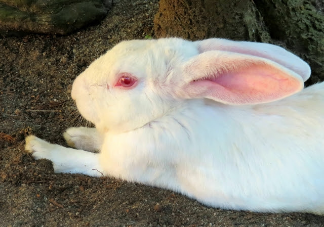 ウサギの目は赤い 視力はどのくらい ウサギの目の秘密とかかりやすい病気について