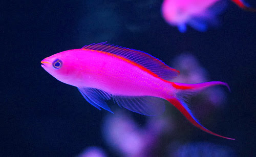 海水魚 サンゴ 熱帯魚 テラリウム 飼育