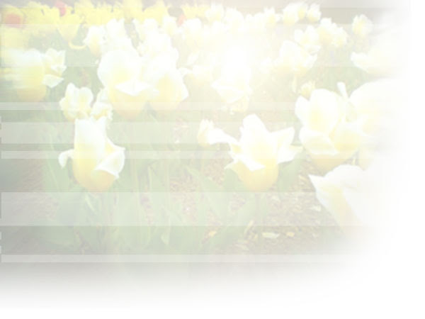 ホームページ用フリー素材marry S Textiles 写真素材 チューリップ 花畑 黄色 白 赤 背景 壁紙 Gifアニメ アイコン ボタン バナー ライン プレート タイトル用 サンプル