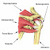 Rotator Cuff Shoulder Muscles Diagram : Pin on muscle_shoulder / Rotator cuff shoulder muscles diagram.