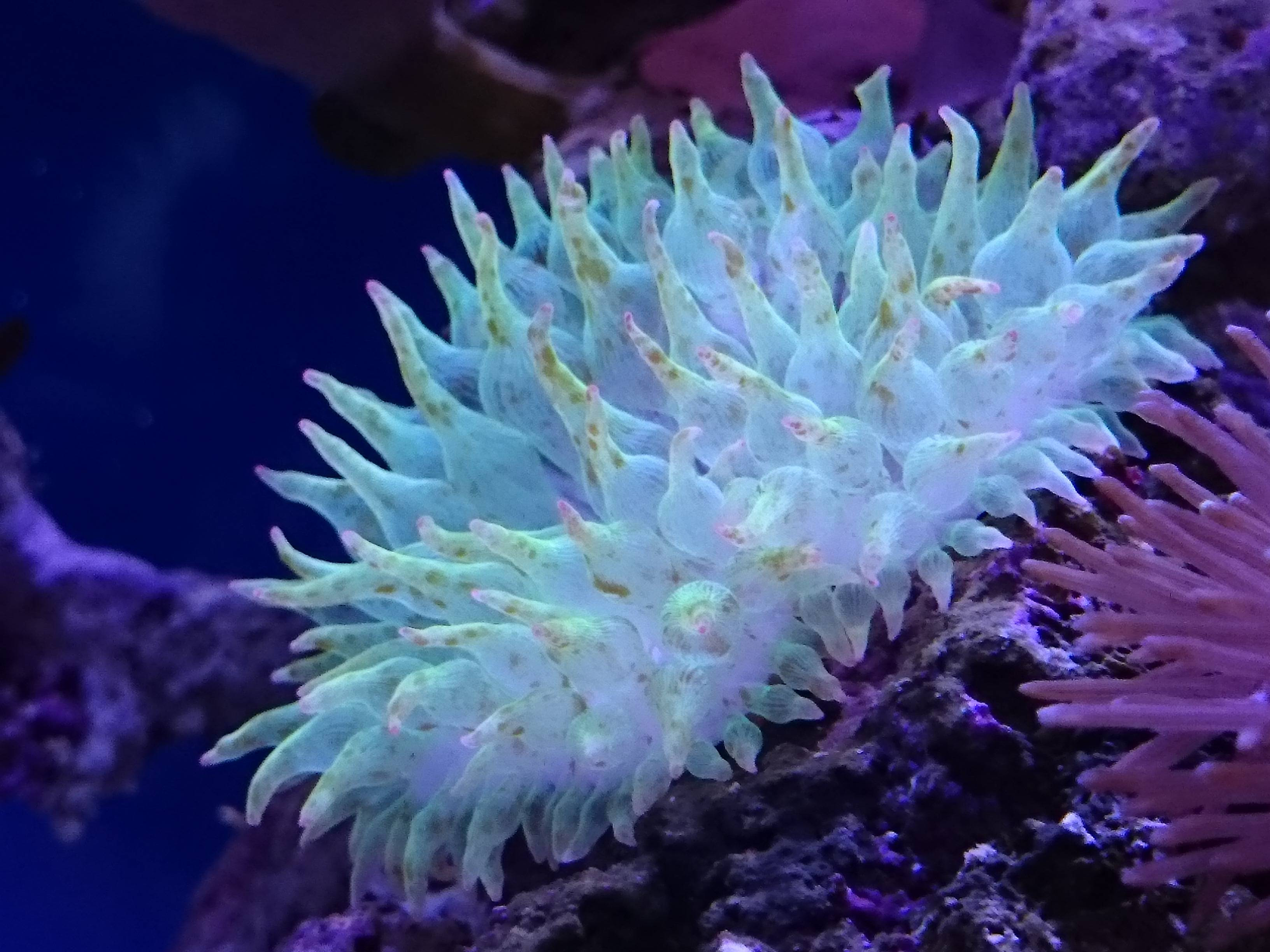 サンゴイソギンチャクを特定の場所に定着させる工夫まとめ 30cm水槽の海水魚飼育