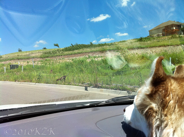 IMG_0041 Zim spots the turkey!