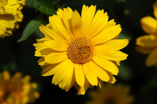 Unknown Asteraceae