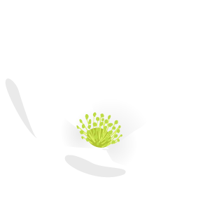 一輪草の花2 花 植物イラスト Flode Illustration フロデイラスト