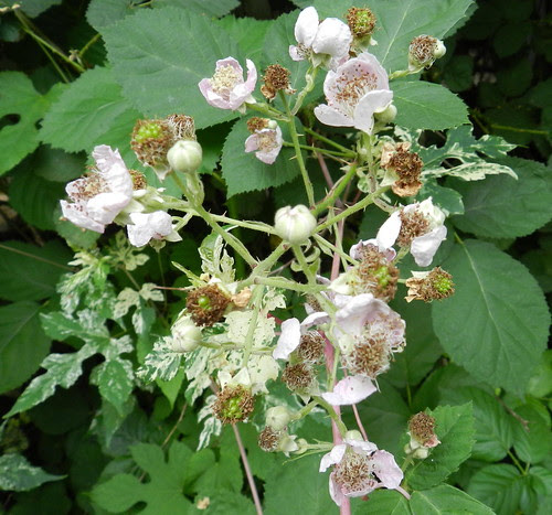 naturenotesDSCN7616