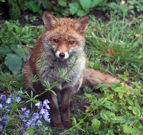 a-lion-in-winter:

Urban Fox by Mini Mel on Flickr.
