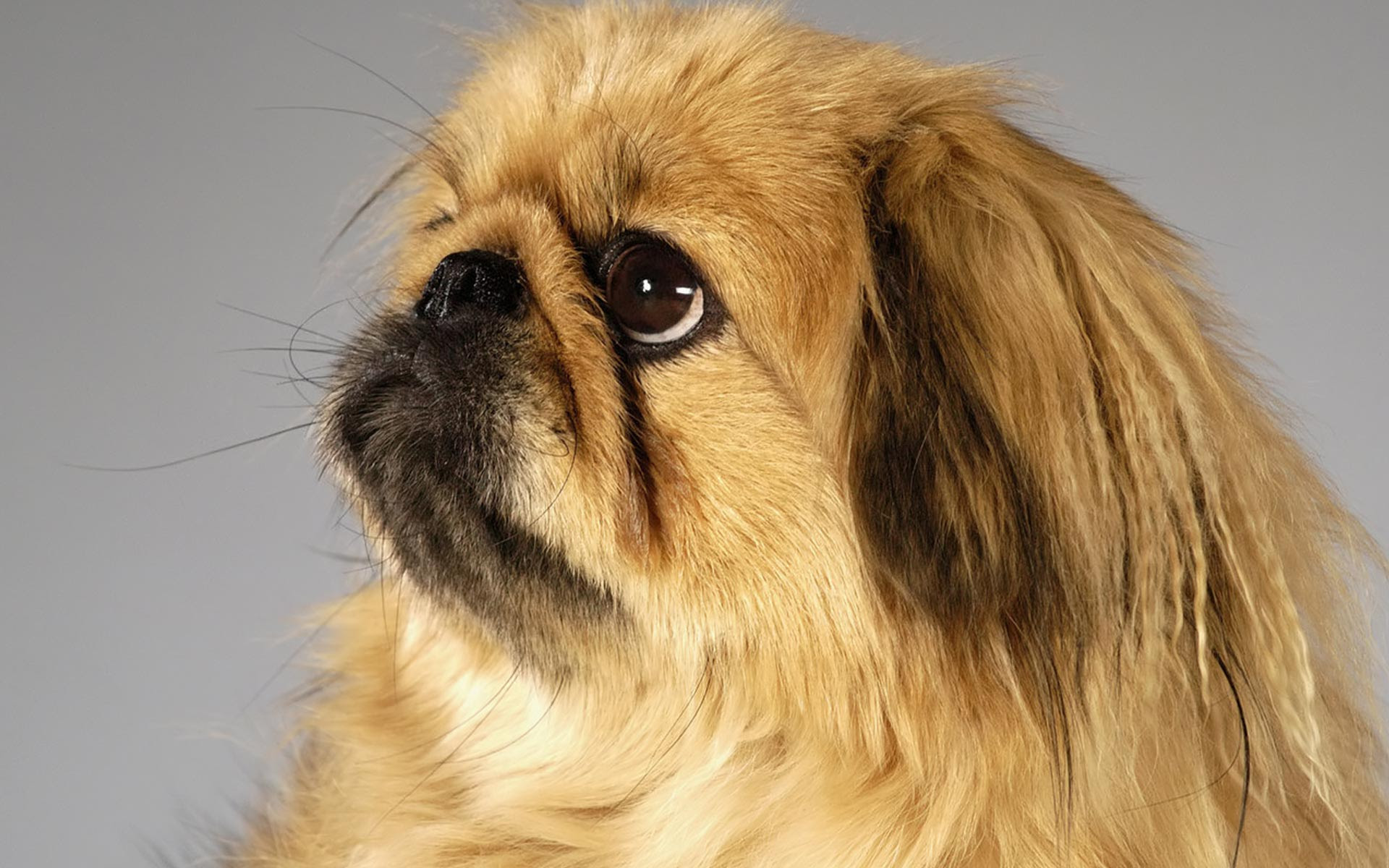 Pekingese photo and wallpaper. Beautiful Pekingese pictures