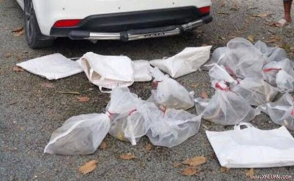 Số rắn suýt bị thả lên núi. Ảnh do Hạt Kiểm lâm cung cấp