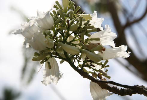 phuong-2- (anh Do Quyen) by you.