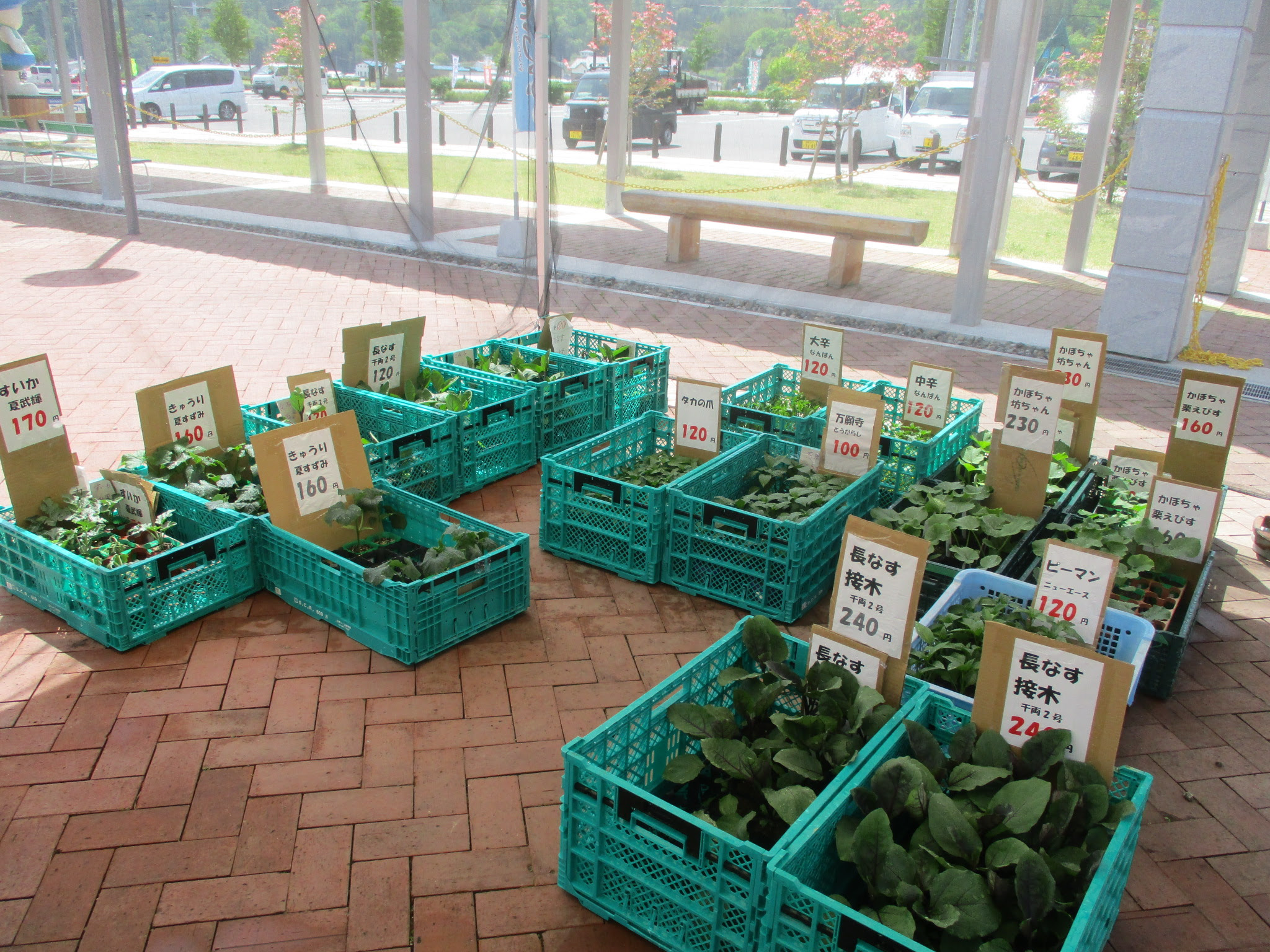 野菜苗販売中