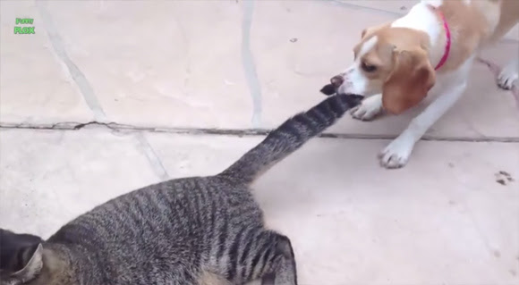 B Cat 仲良く喧嘩 犬 Vs 猫の対決動画総集編 カラパイア