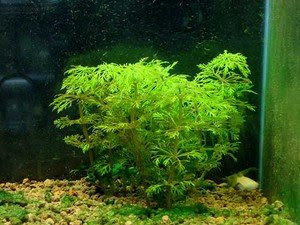 アンブリア その後 鹿のいる谷