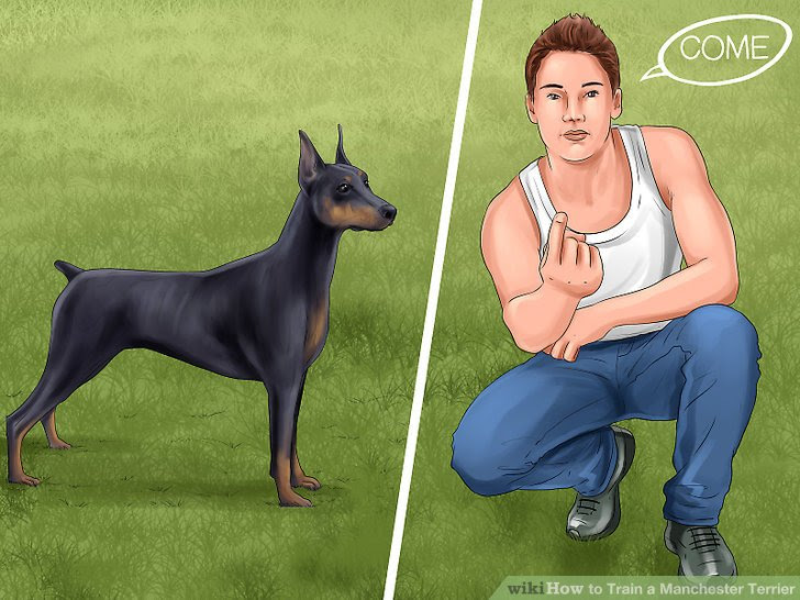 Train a Manchester Terrier Step 6.jpg