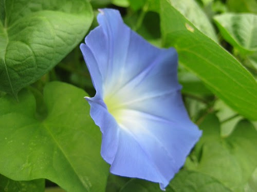 Morning Glory