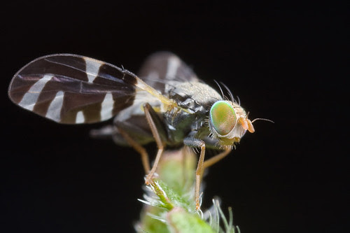 Sphaeniscus sp. fly...IMG_6998 copy