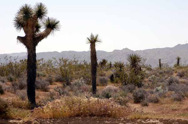 Yucca Valley California