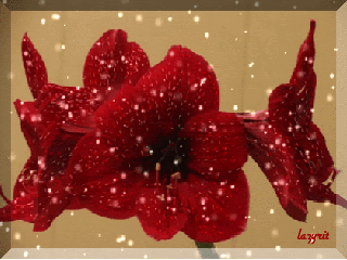 Красные китайские розы