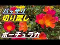 花 ポーチュラカ 341510-花 ��ーチュラカ の