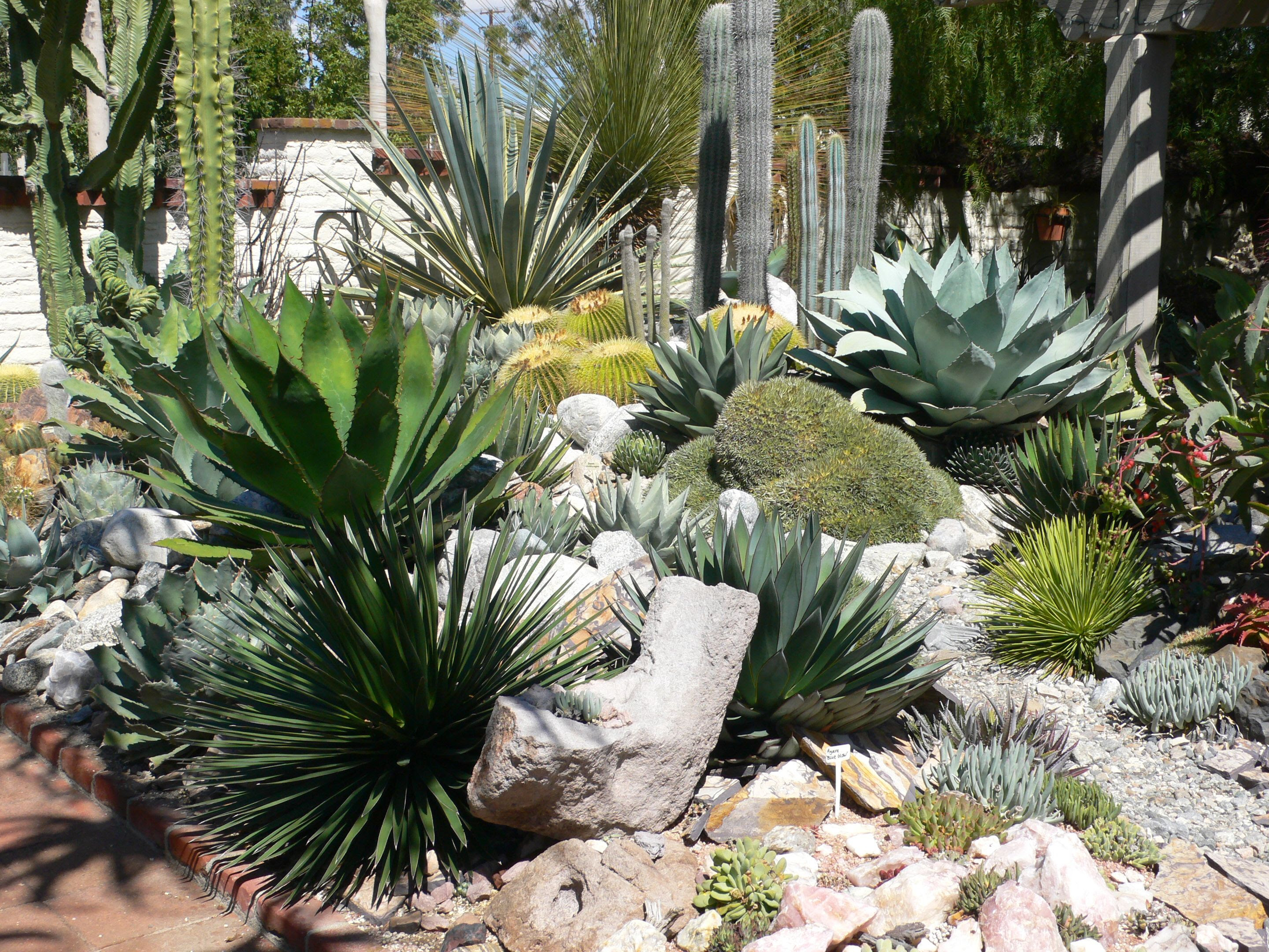 Lovely Cactus Garden Design Garden Design 18 Lovely Cactus Garden Design Garden Design 18