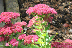 Sedum