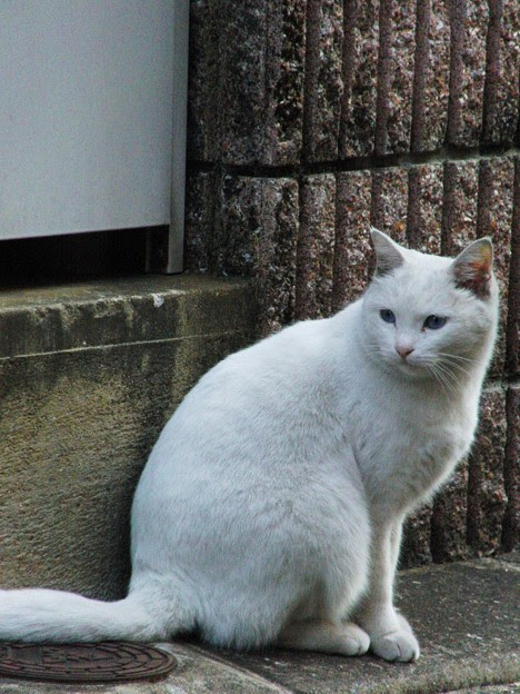 青い目の白猫 写真共有サイト フォト蔵