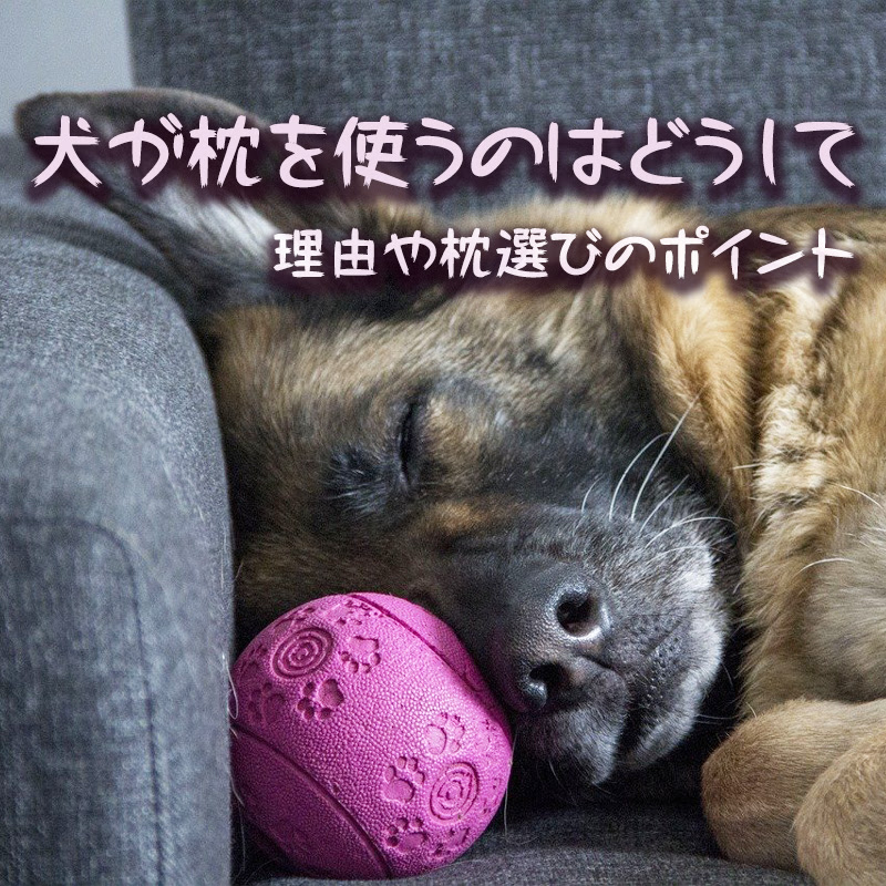 犬が枕を使うのはどうして 理由や枕選びのポイントをまとめました