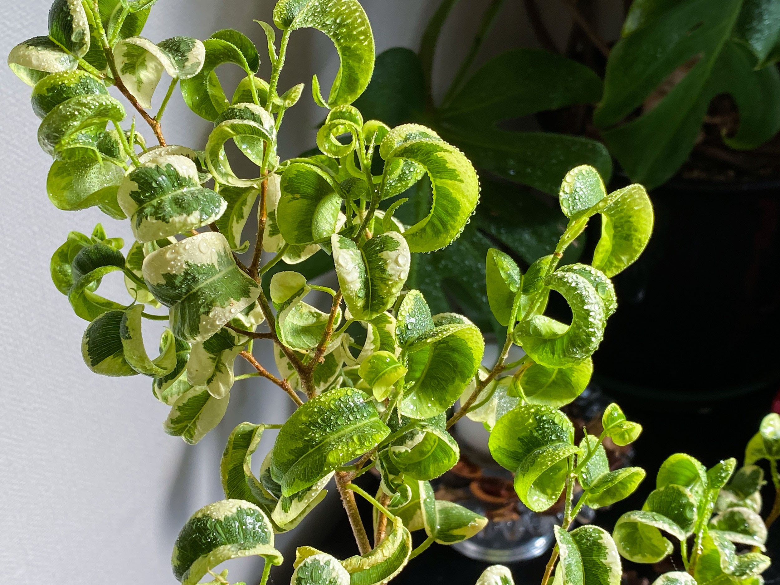 ベンジャミンバロックの育て方 増やし方 観葉植物 くまパン園芸 Kobiのシークレットガーデン 観葉植物 多肉植物の育て方