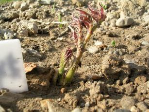 タラの種根の植え付け方 タラの芽苗木 タラの木 新駒 夕映え 駒みどり ふかし栽培 山菜苗 薬草苗 直売 通信販売