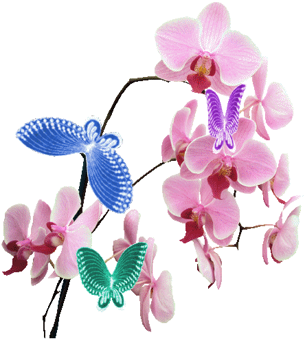 L Orchidee Mamykool