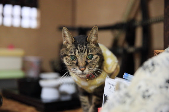 10歳で亡くなった先代猫マイケルが教えてくれたこと フェリシモ猫部